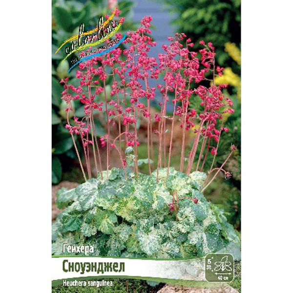 Гейхера Сноуэнджел I 1 шт