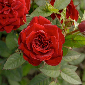 Роза миниатюрная Бейби Баккара Садовита