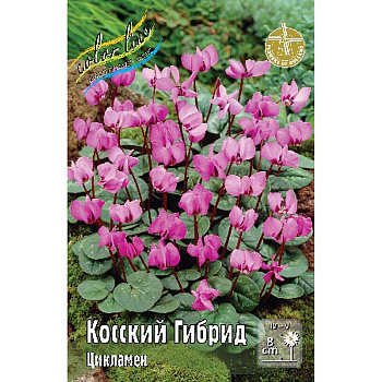 Цикламен Косский, Гибрид 13/15 25 шт Шоу-бокс 9235