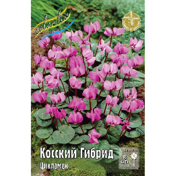 Цикламен Косский, Гибрид 13/15 25 шт Шоу-бокс 9235
