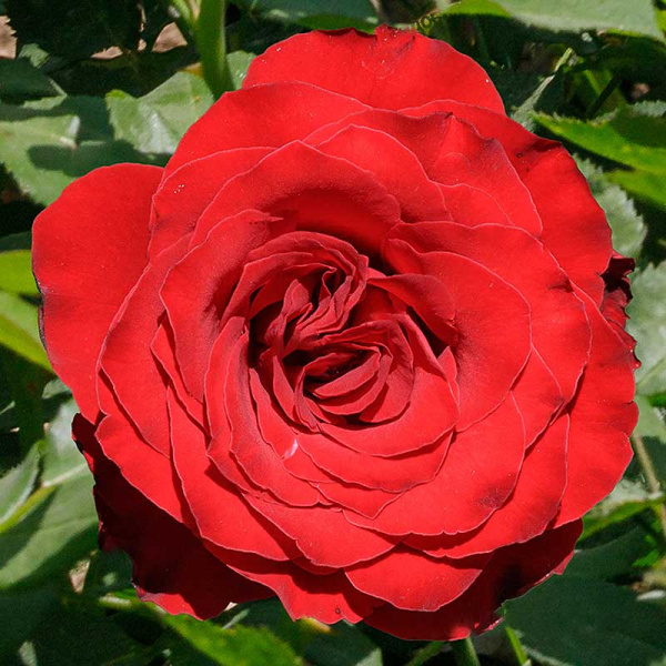 Роза чайно-гибридная Роял Баккара Садовита