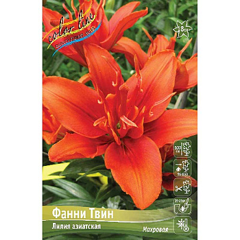 Лилия Фанни Твин 12/14 5 шт