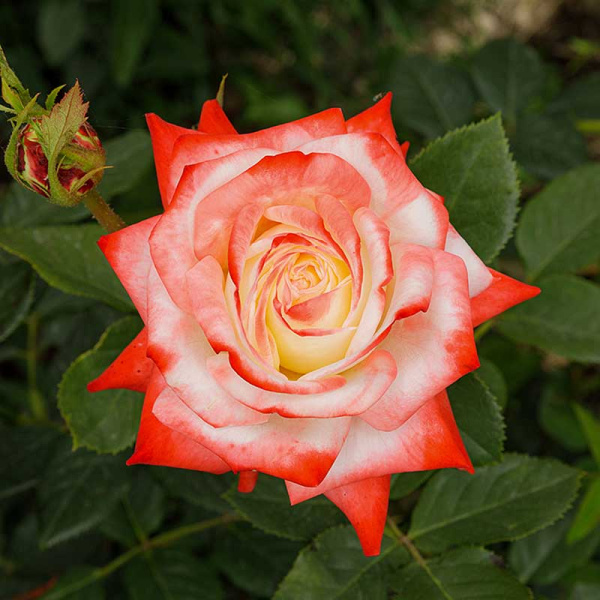 Роза чайно-гибридная Императрица Фарах Садовита