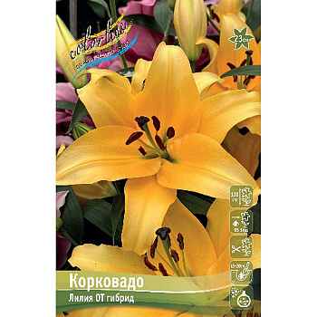 Лилия Корковадо 14/16 5 шт 