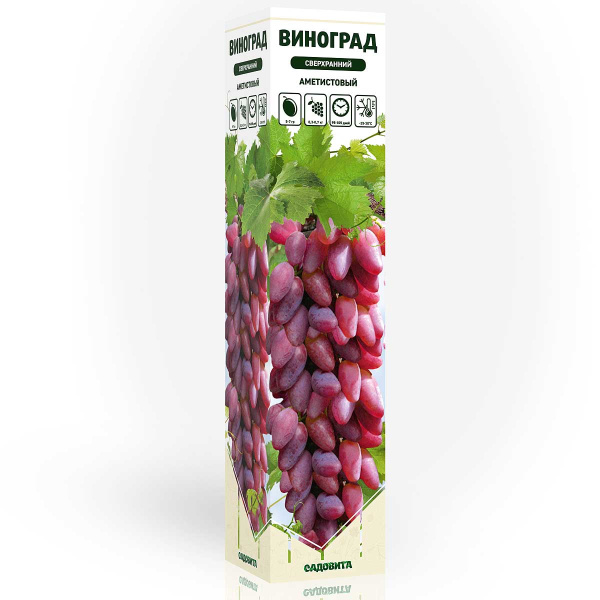 Виноград Аметистовый сверхранний Садовита