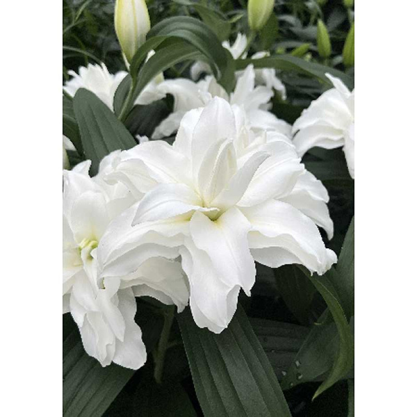 10785 Биг-Пак Лилия Кроссроудс 12/14 25 шт 