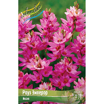 Иксия Роуз Эмперор 5/+ 10 шт 