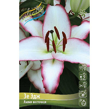 Лилия Зе Эдж 12/14 5 шт 