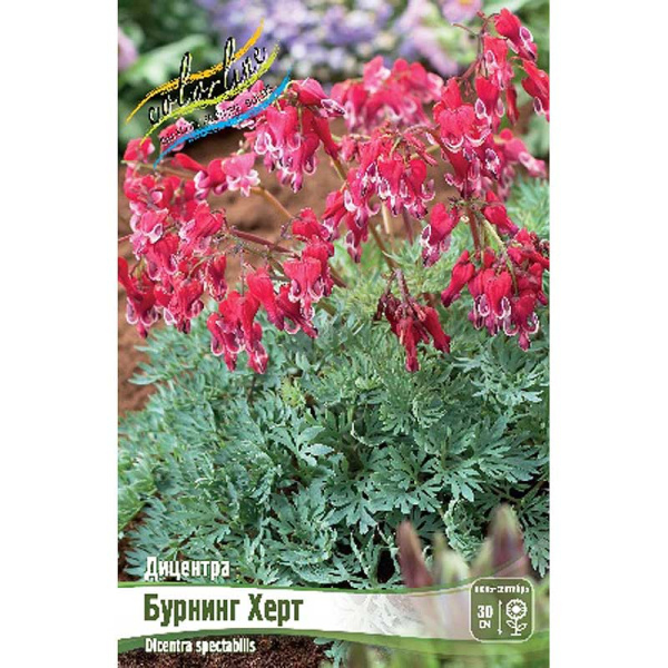 8411 Биг-Пак Дицентра Бернинг Хертс I 25 шт 