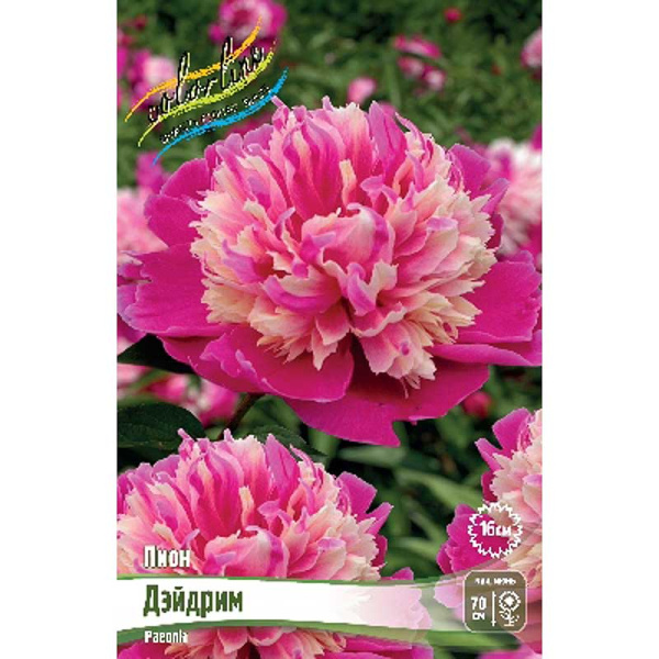 Пион Дэйдрим 2/3 n 10 шт Биг-пак 7983