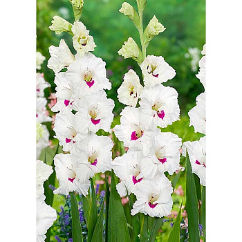 11083 Шоу-Бокс Гладиолус Цера Корсаж 10/12 100 шт 