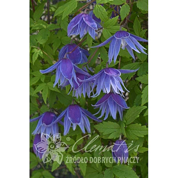 9454 Клематис Сесиль P9 ,шт