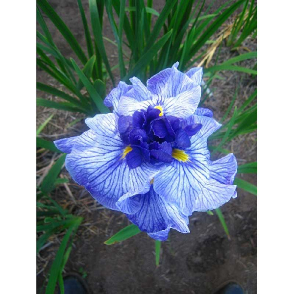 4432 Биг-Пак Ирис Мечевидный Дон Энд Донна I 25 шт 