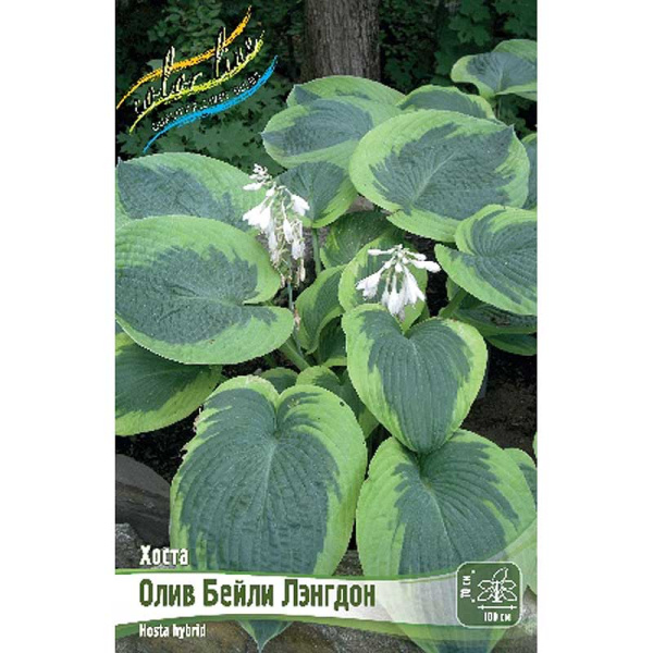 Хоста Олив Бейли Лэнгдон 1 n 1 шт