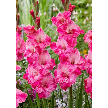 Гладиолус Хьюго 10/12 5 Эконом шт 