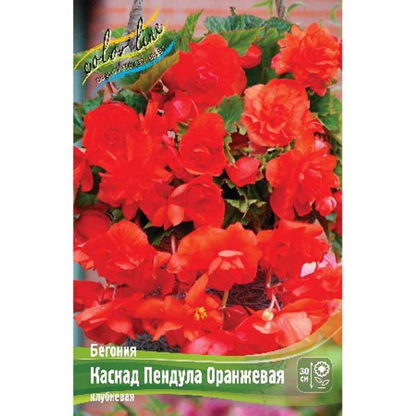 Бегония Каскад Пендула Оранжевая 5/6 50 шт Шоу-бокс 8818
