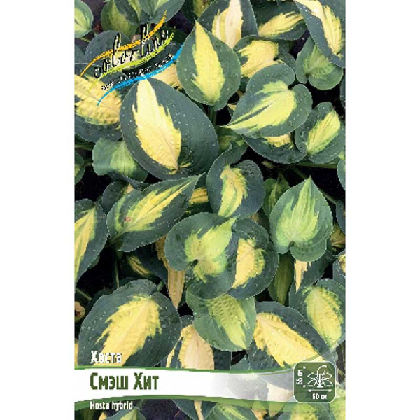 Хоста Смэш Хит 1 n 25 шт Биг-Пак 5980 