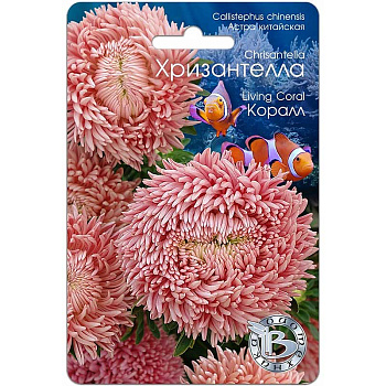 Астра Хризантелла Коралл Биотехника Ц 