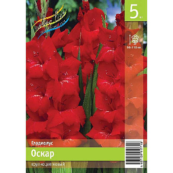 Гладиолус Оскар 10/12 5 Эконом шт 