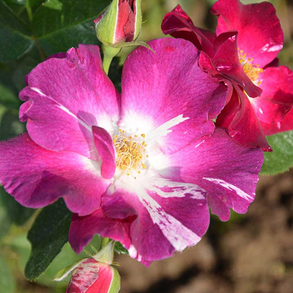 Роза плетистая Перпл Сплэш Садовита