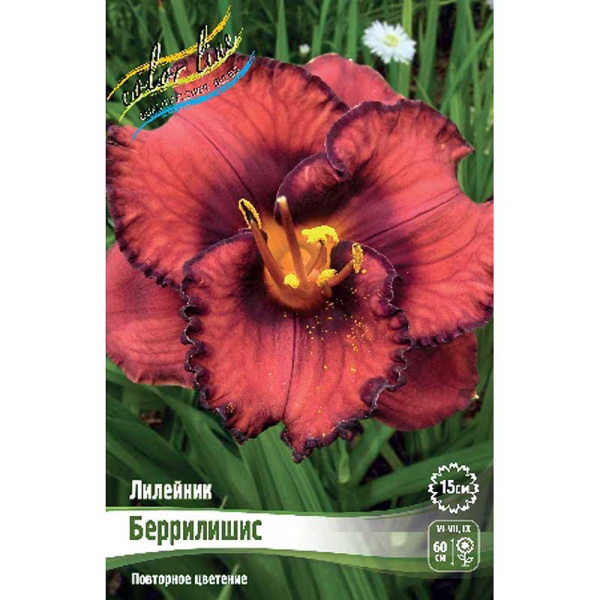 Лилейник Беррилишис I 25 шт Биг-пак 1661