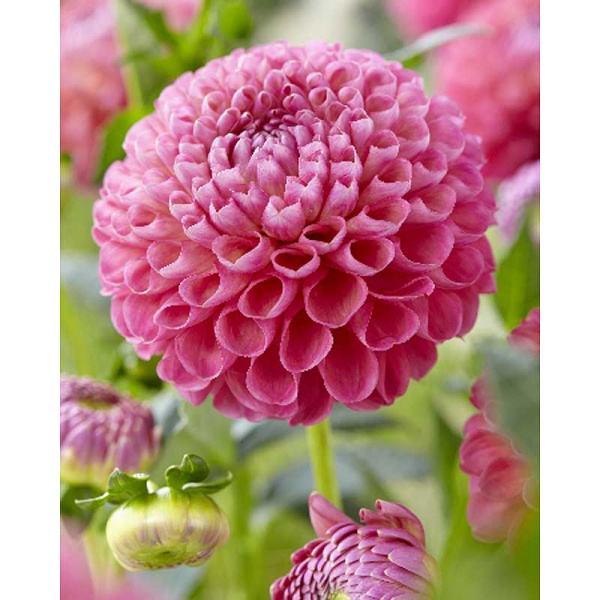 9570 Шоу-бокс Георгина Джоуи Фрамбо I 15 шт