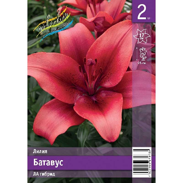 Лилия Батавус 10/12 2 Эконом шт 