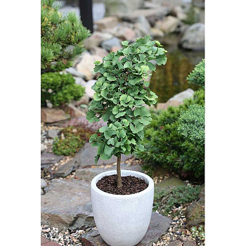 Гинкго Билоба Тролль C3 20-25cm
