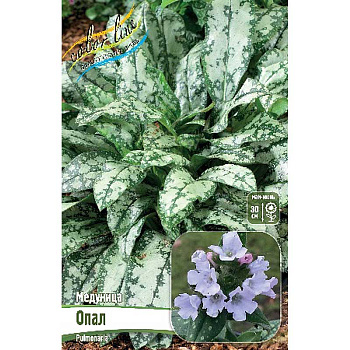 Медуница Опал 2/3 n 1 шт