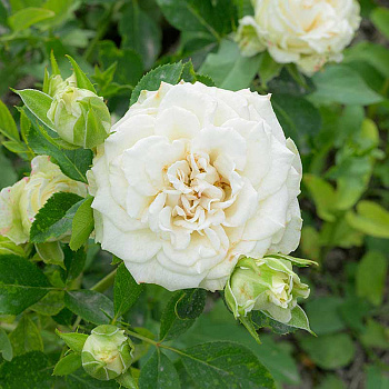 Роза Спрей Уайт Бомбастик Садовита