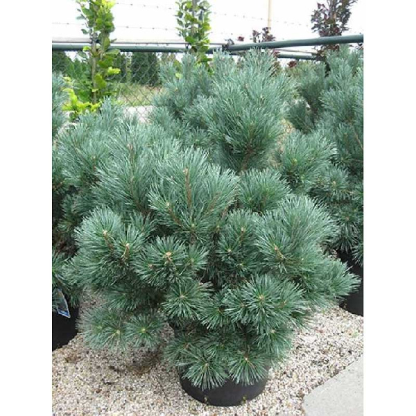 Сосна Обыкновенная Ватерери C10 40-50cm