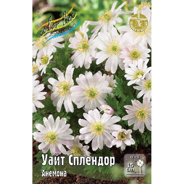 Семена Анемона Уайт Сплендор 5/+ 10 шт 