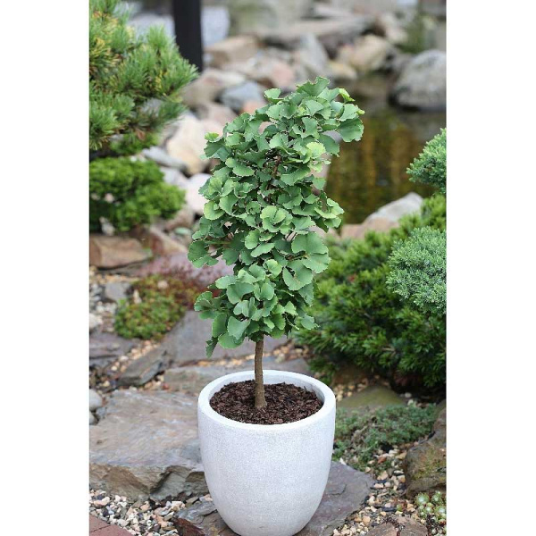 Гинкго Билоба Тролль C3 20-25cm