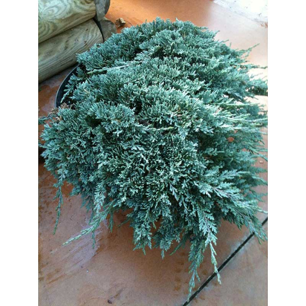 Можжевельник Горизонтальный Айси Блю C3