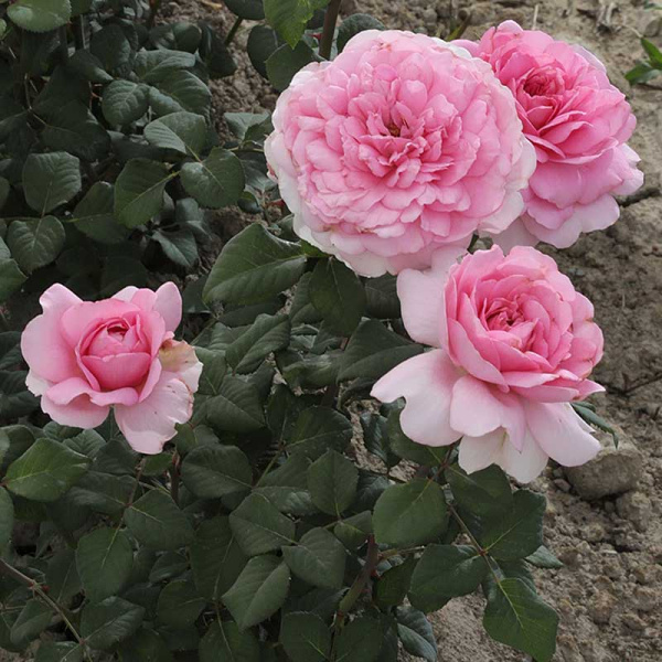 Роза шраб Элоди Госсюин Садовита