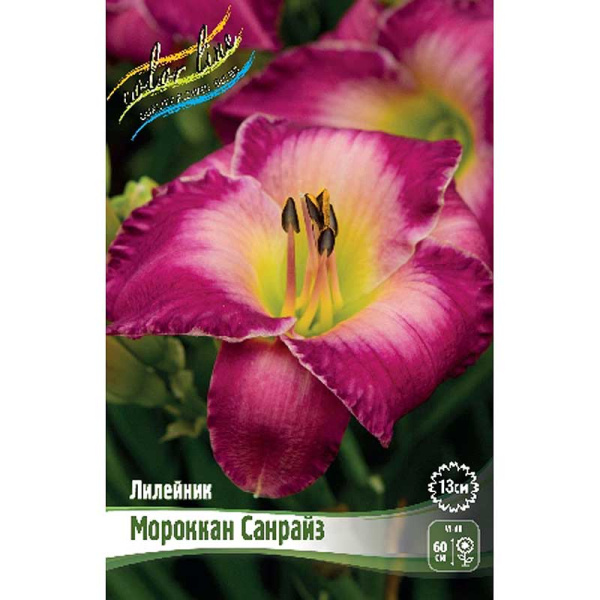 Лилейник Мороккан Санрайз I 1 шт