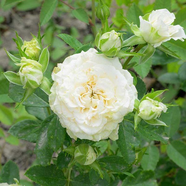 Роза Спрей Уайт Бомбастик Садовита