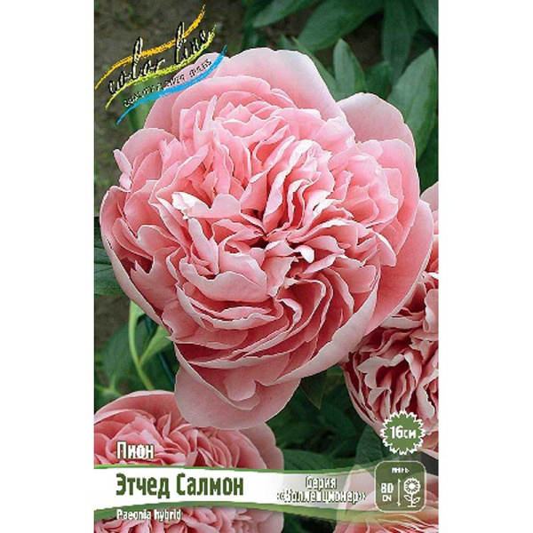 Пион Этчед Салмон 2/3 n 1 шт 