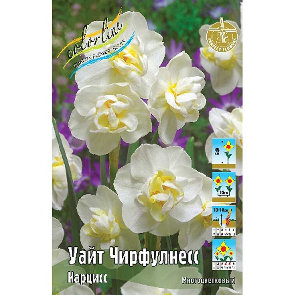 1058 Шоу-бокс Нарцисс Уайт Чирфулнесс 12/14 50 шт 