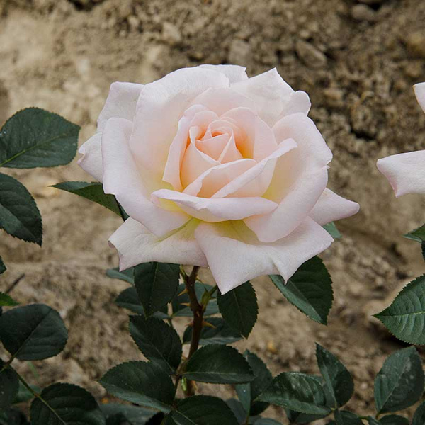 Роза чайно-гибридная Мадам Анизетт Садовита