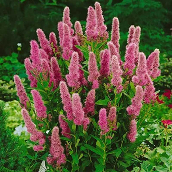 Спирея Билларда Триумфанс Р9 шт Садовита