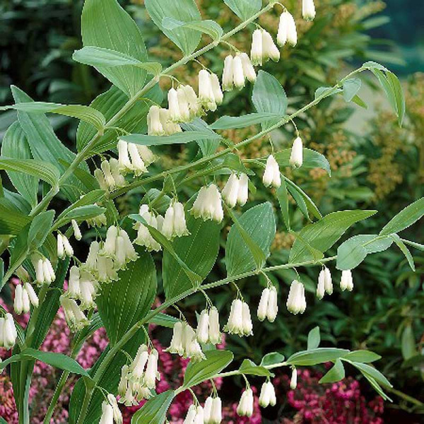 Купена Многоцветковая I 1 шт 