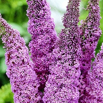 Буддлея Давида Пинк Делайт P9