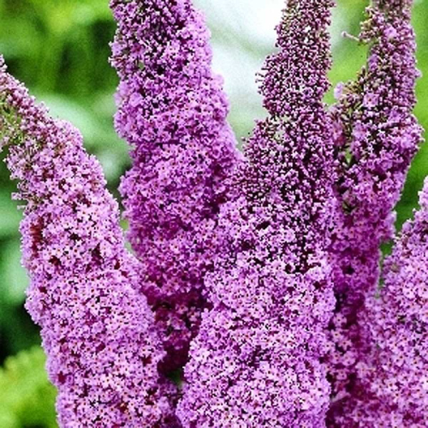 Буддлея Давида Пинк Делайт P9