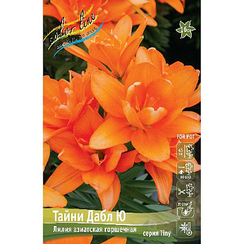 13248 Биг-Пак Лилия Тайни Дабл Ю14/16 25 шт 