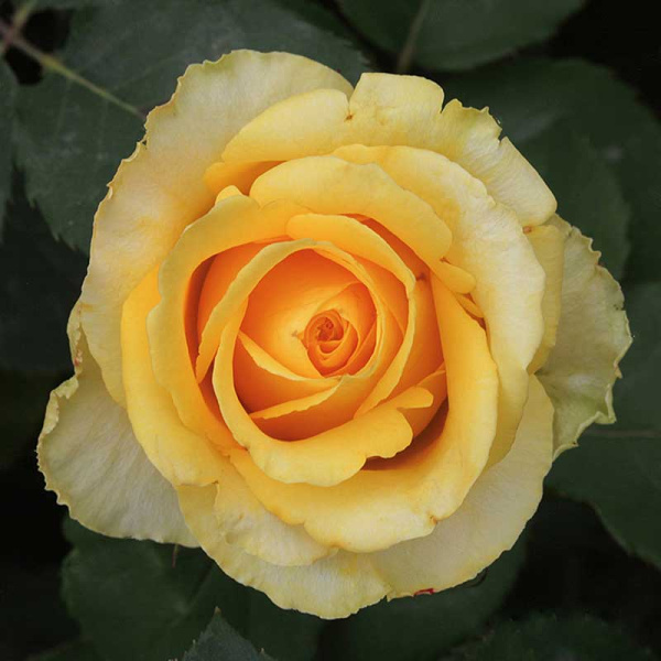 Роза чайно-гибридная Йеллоу Мэджик Садовита