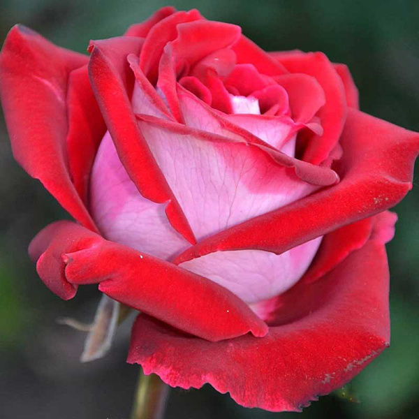 Роза чайно-гибридная Люксор Садовита