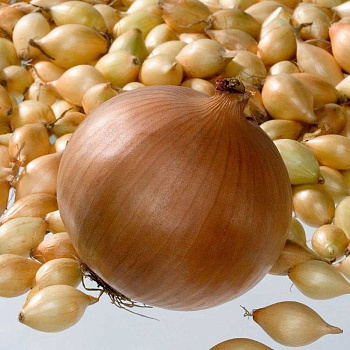 Лук-севок КОРРАДО 10-21 20кг+/-5%(цена за мешок) РОССИЯ 