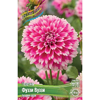 Георгина Фуззи Вуззи I 15 шт Шоу-бокс 9099
