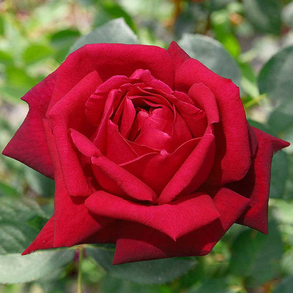 Роза чайно-гибридная Алматинская Садовита